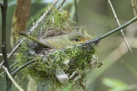 Kurzschnabelbülbül (Xanthomixis zosterops) brütet im Nest, Andasibe-Mantadia-Nationalpark, Madagaskar, Afrika Copyright: imageBROKER/HerbertxKratky iblhfk04903561.jpg