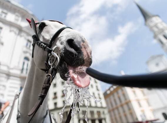 News Themen der Woche KW24 News Bilder des Tages Wien THEMENBILD - erste Hitzewelle des Jahres bahnt sich an, im Bild Fiakerpferde erhalten Wasser, aufgenommen am 10. Juni 2019 in Wien, Oesterreich. Over the next few days, the thermometer is expected to move in the direction of 35 degrees Celsius and above. Wien, Austria on 2019 06 10. *** Vienna THEMEMENBILD first heat wave of the year is on its way, in the picture Fiaker horses receive water, recorded on 10 June 2019 in Vienna, Austria Over the next few days, the thermometer is expected to move in the direction of 35 degrees Celsius and above Vienna, Austria on 2019 06 10  EX_GRU 