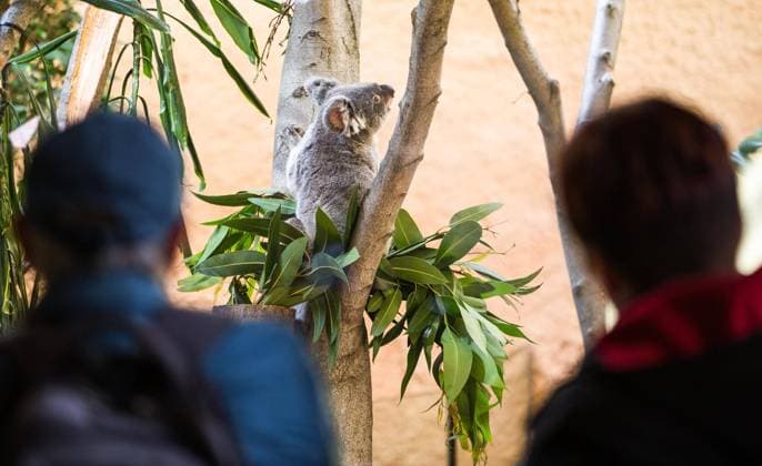 Das neue Koala-Weibchen Sydney im Zoo Dresden.