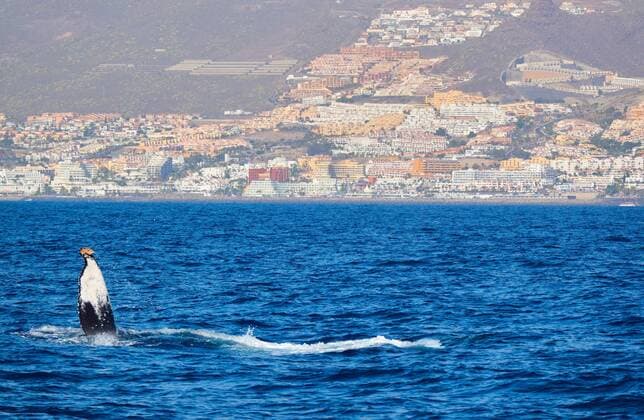Tourist boat on a trip for whale watching, humbpack whale in Adeje, Tenerife, Spain, March 18, 2019. Photographer: Peter Schatz