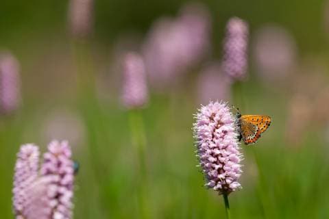 Blauschillernder Feuerfalter (Lycaena helle), an Schlangenknoeterich, Bistorta officinalis, Deutschland, NRW, Eifel Violet Copper (Lycaena helle), at Bistorta officinalis, Germany, North Rhine-Westphalia, Eifel BLWS533457 Copyright: xblickwinkel AGAMI W.xLeursx