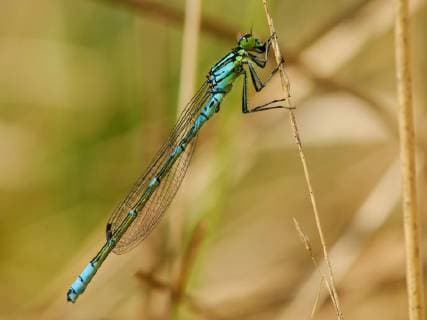 Mond-Azurjungfer, Mondazurjungfer (Coenagrion lunulatum), Maennchen, Niederlande, Friesland Irish damselfly, lunular damselfly (Coenagrion lunulatum), male, Netherlands, Frisia BLWS533767 Copyright: xblickwinkel AGAMI W.xLeursx