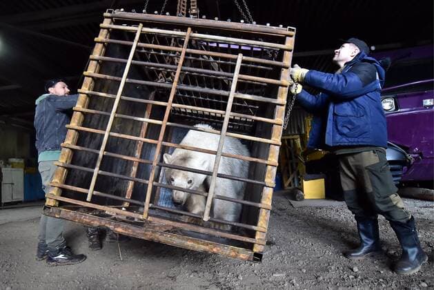 News Themen der Woche KW25 News Bilder des Tages NORILSK, RUSSIA - JUNE 20, 2019: Zoologists of the Royev Ruchei Zoo and local experts have caught a polar bear coming from the Kara Sea. Now kept at a local rescue centre, the polar bear listed in the Red Book has wandered into the Norilsk industrial area for the first time in 40 years. Denis Kozhevnikov TASS  TS0B02C5