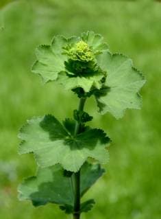 Frauenmantel, Alchemilla, mollis, Lady s mantle, Alchemilla, mollis *** ladys mantle, alchemilla, mollis, ladys mantle, alchemilla, mollis
