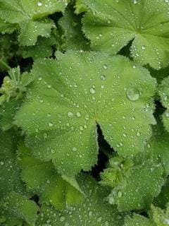 Frauenmantel, Alchemilla, mollis, Tautropfen Lady s mantle, Alchemilla, mollis *** Ladys mantle, Alchemilla, mollis, dewdrop Lady s mantle, Alchemilla, mollis