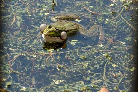 Der Kleine Wasserfrosch (Pelophylax lessonae oder Rana lessonae), auch Kleiner Teichfrosch genannt, gehört innerhalb der Ordnung der Froschlurche zur Familie der Echten Frösche (Ranidae). Kleiner Wasserfrosch (Teichfrosch) Der Kleine Wasserfrosch (Pelophylax lessonae oder Rana lessonae), auch Kleiner Teichfrosch genannt, gehört innerhalb der Ordnung der Froschlurche zur Familie der Echten Frösche (Ranidae)., Germany, Bad Windsheim, Wasserteich, 20190618 *** The little water frog Pelophylax lessonae or Rana lessonae, also called the little pond frog, belongs within the order of the frog frogs to the family of the real frogs Ranidae little water frog pond frog The little water frog Pelophylax lessonae or Rana lessonae , also called Small Pond Frog, belongs within the order of the frog frogs to the family of the real frogs Ranidae , Germa