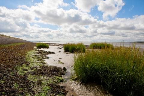 IMAGO Nature: Unsere Erde, Pflanzen: Bedrohte Planzenarten in Deutschland Salz-Schlickgras, Salzschlickgras (Spartina anglica), an der Westerschelde, Niederlande, Zeeland, Westerschelde Common Cordgrass (Spartina anglica), at the Westerschelde, Netherlands, Zeeland, Westerschelde BLWS534861 Copyright: xblickwinkel AGAMI W.xLeursx
