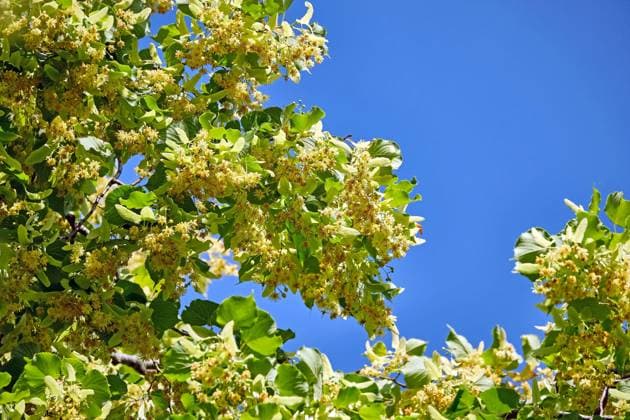 Pflanzen. Blühende Sommerlinde ( Tilia platyphyllos ). 20190616MIC0071 *** plants flowering summer lime Tilia platyphyllos 20190616MIC0071