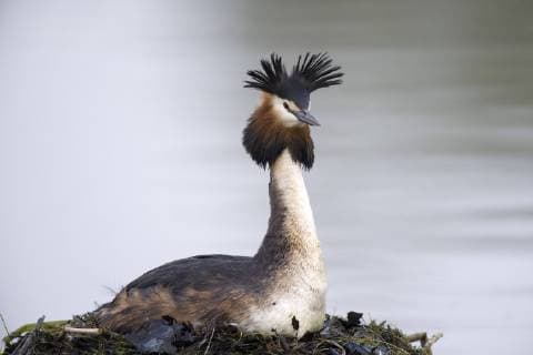 Scotland, breeding Great crested grebe  MJOF01702
