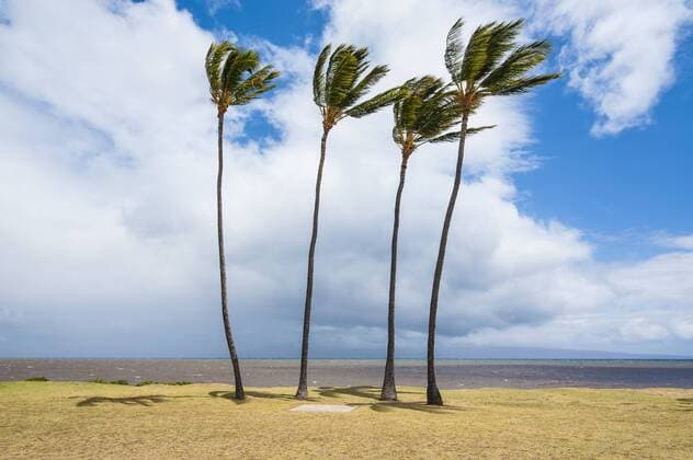 Hawaii, island of Molokai, Kakahaia beach park, palm trees  RUNF01863