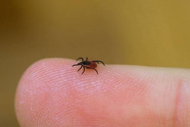 Zecke, Gemeiner Holzbock (Ixodes ricinus), krabbelt ueber einen Finger, Deutschland, NRW European castor bean tick, European sheep tick (Ixodes ricinus), crawling on a finger, Germany, North Rhine-Westphalia BLWS535659 Copyright: xblickwinkel D.xMaehrmannx