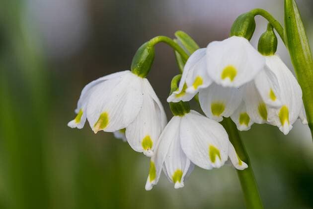 Maerzenbecher, Maerzbecher, Fruehlings-Knotenblume, Fruehlingsknotenblume, Schneerose, Maerzgloeckchen (Leucojum vernum), Blueten, Niederlande, Drenthe, Vledderveen spring snowflake (Leucojum vernum), flowers, Netherlands, Drenthe, Vledderveen BLWS535758 Copyright: xblickwinkel AGAMI W.xLeursx
