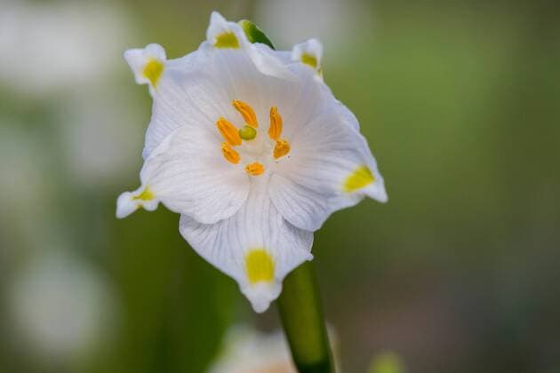 Maerzenbecher, Maerzbecher, Fruehlings-Knotenblume, Fruehlingsknotenblume, Schneerose, Maerzgloeckchen (Leucojum vernum), Bluete, Niederlande, Drenthe spring snowflake (Leucojum vernum), flower, Netherlands, Drenthe BLWS535794 Copyright: xblickwinkel AGAMI W.xLeursx