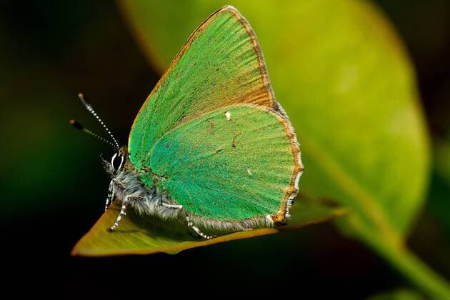 Bilder der Erde Brombeerzipfelfalter, Brombeer-Zipfelfalter, Gruener Zipfelfalter (Callophrys rubi), Seitenansicht, Niederlande, Friesland Green hairstreak (Callophrys rubi), lateral view, Netherlands, Frisia BLWS536105 Copyright: xblickwinkel AGAMI W.xLeursx