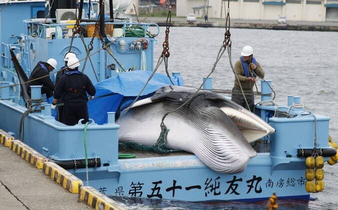 News Themen der Woche KW27 Japan resumes commercial whaling A minke whale is unloaded from a Japanese vessel at Kushiro port in Hokkaido, northern Japan, on July 1, 2019. The vessel departed from the port with four other whaling ships earlier in the day, marking the resumption of commercial whaling by Japan after a 31-year hiatus, following the country s withdrawal from the International Whaling Commission the previous day. 