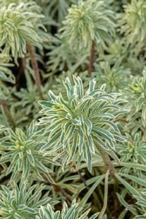 IMAGO Nature: Unsere Erde, Pflanzen, Gestreifte Pflanzen Schwarzes Auge, Wolfsmilch, Grosse Mittelmeerwolfsmilch, Grosse Mittelmeer-Wolfsmilch, Tasmanian Tiger (Euphorbia characias Tasmanian Tiger , Euphorbia characias Tasmanian Tiger), Sorte Tasmanian Tiger large mediterranean spurge (Euphorbia characias Tasmanian Tiger , Euphorbia characias Tasmanian Tiger), cultivar Tasmanian Tiger BLWS536791 Copyright: xblickwinkel McPHOTO H.-R.xMuellerx