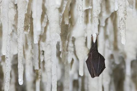 Lesser Horseshoe Bat (Rhinolophus hipposideros) hibernating amongst stalactites, Grotta Monte Majore, Gennargentu NP, Sardinia, November 2008  1230511 WildxWondersxofxEuropexArndt