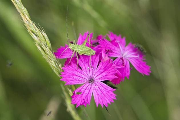 Cricket nymph on Carthusian pink (Dianthus carthusianorum) East Slovakia, Europe, June 2008  1242001 WildxWondersxofxEuropexWothe