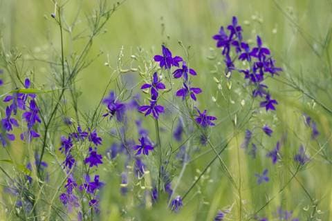 Forking Larkspur (Delphinium consolida Consolida regalis) in flower, East Slovakia, Europe, June 2008  1242015 WildxWondersxofxEuropexWothe