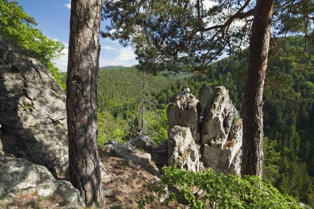 Rocks in a forest, Slovak Paradise National Park, Slovensky Raj, Slovakia, May 2009  1252948 WildxWondersxofxEuropexWothe