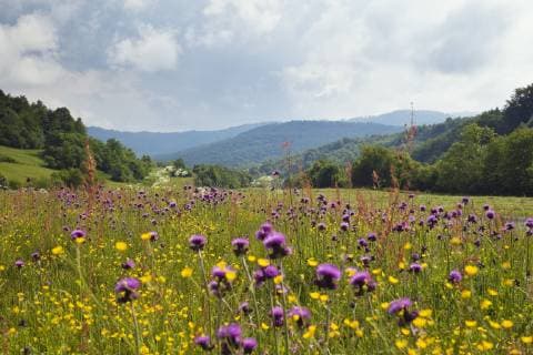 Flowering meadow with Thistles (Cirsium rivulare) and Buttercups (Ranunculus acris) Poloniny National Park, Western Carpathians, Eastern Slovakia, Europe, June 2009  1253027 WildxWondersxofxEuropexWothe