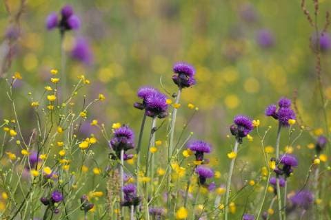 Flowering meadow with Thistles (Cirsium rivulare) and Buttercups (Ranunculus acris) Poloniny National Park, Western Carpathians, Eastern Slovakia, Europe, June 2009  1253028 WildxWondersxofxEuropexWothe