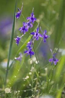Field larkspur (Delphinium consolida Consolida regalis) in flower, Eastern Slovakia, Europe, June 2009  1253053 WildxWondersxofxEuropexWothe