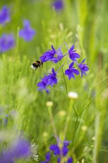 Field larkspur (Consolida regalis Delphinium consolida) with Bumble bee flying by flower, Eastern Slovakia, Europe, June 2009  1253068 WildxWondersxofxEuropexWothe
