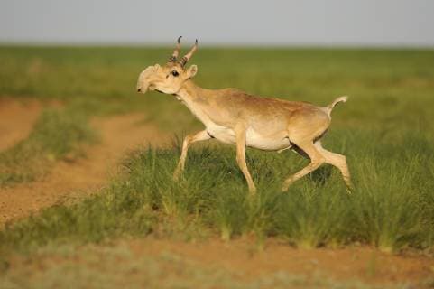 Unsere Erde: Natur, Tiere, Artenschutz, Seltene Tierarten Male Saiga antelope (Saiga tatarica) running, Cherniye Zemli (Black Earth) Nature Reserve, Kalmykia, Russia, May 2009. WWE OUTDOOR EXHIBITION. WWE BOOK  1254371 WildxWondersxofxEuropexShpilenok