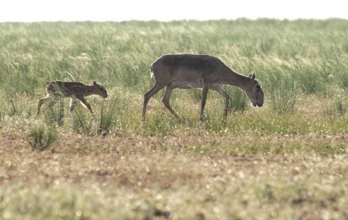 Saiga antelope (Saiga tatarica) calf, Cherniye Zemli (Black Earth) Nature Reserve, Kalmykia, Russia, May 2009  1254381 WildxWondersxofxEuropexShpilenok