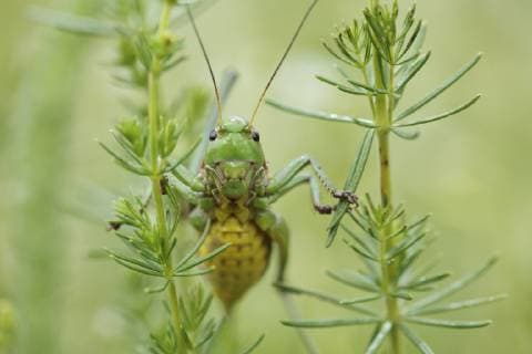 Female Wart biter bush cricket (Decticus verrucivorus) on plants, Stenje region, Galicica National Park, Macedonia, June 2009  1269251 WildxWondersxofxEuropexMaitland