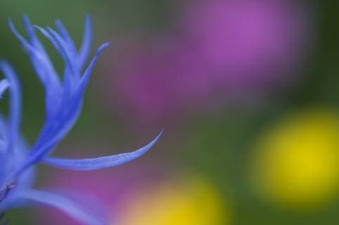 Close-up of Mountain cornflower (Centaurea montana) flower, Liechtenstein, July 2009  1269544 WildxWondersxofxEuropexGiesbers