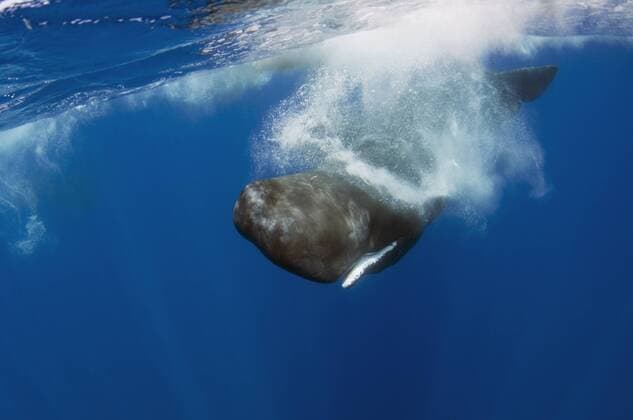Sperm whale (Physeter macrocephalus) diving, Pico, Azores, Portugal, June 2009  1269729 WildxWondersxofxEuropexLundgren