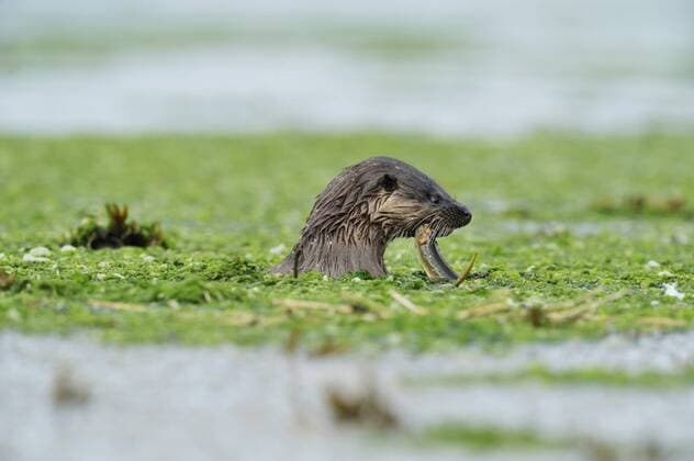 European river otter (Lutra lutra) feeding on eel in estuary of River Tweed, Northumberland, England, July 2009  1275998 WildxWondersxofxEuropexCampbell