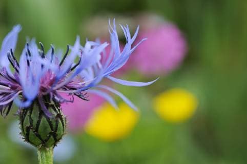 Mountain cornflower (Centaurea montana) flower, Liechtenstein, June 2009 WWE OUTDOOR EXHIBITION. NOT AVAILABLE FOR GREETING CARDS OR CALENDARS. WWE BOOK  1277754 WildxWondersxofxEuropexGiesbers