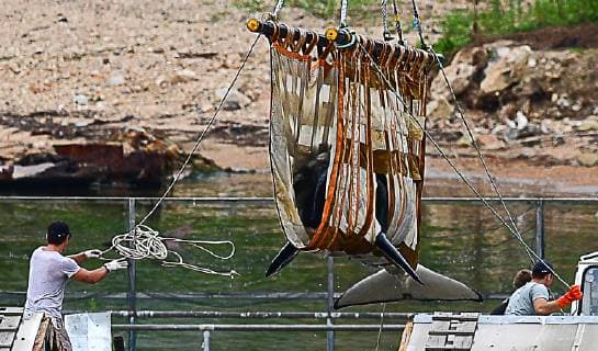 VLADIVOSTOK, RUSSIA - JULY 11, 2019: Preparing an orca to be transported to the release site in the Sakhalin Gulf. Experts of the Russian Research Institute of Fisheries and Oceanography (VNIRO) begin an operation to release the marine mammals that had been kept at the so-called whale prison , from a rehabilitation centre in the Srednyaya Bay. A marine containment facility branded a whale prison was discovered in the Srednyaya Bay in Primorye Territory in 2018; 90 belugas and 11 orcas were captured in the whale prison to be sold to Chinese amusement parks; later, three beluga whales and one orca disappeared. Russian police and prosecutors are carrying out a criminal investigation. Dmitry Yefremov TASS  TS0B2ACA