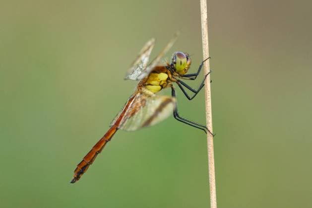 Banded Darter (Sympetrum pedemontanum) dragonlfy female on a blade of reeds, Utrecht, The Netherlands  WalterxSoestbergenx xBIA (00096344)