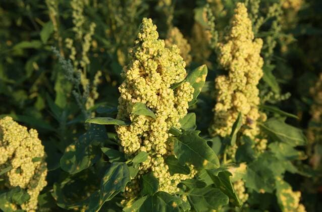 IMAGO Nature: Unsere Erde, Klimawandel, Ernährung, Pflanzen der Zukunft, Quinoa Landwirtschaft, Quinoa Anbau 17.07.. 2019 Havixbeck Ein Bauer im Münsterland baut auf einem Feld Quinoa an. Die auch als Andenkorn bekannte Pflanze stammt aus Südamerika. *** 17 07 2019 Havixbeck A farmer in Münsterland grows quinoa on a field The plant, also known as Andes grain, comes from South America