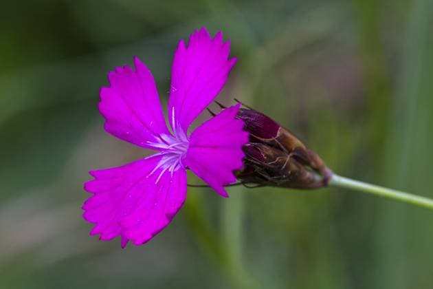 Karthaeuser-Nelke, Karthaeusernelke (Dianthus carthusianorum), Bluete, Deutschland, Baden-Wuerttemberg Carthusian pink, Clusterhead pink (Dianthus carthusianorum), flower, Germany, Baden-Wuerttemberg BLWS538118 Copyright: xblickwinkel McPHOTO R.xMuellerx