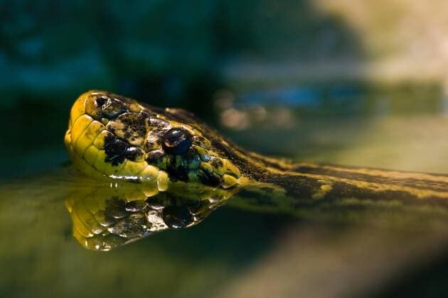  Swimming Yellow anaconda, native to South American swamps and marshes  Copyright: xColettex Panthermedia01976467