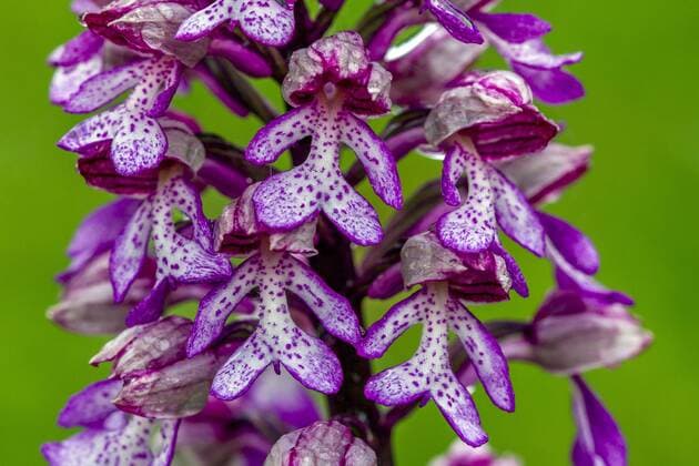 IMAGO Nature: Unsere Erde: Pflanzenwelt: Gepunktete Pflanzen Purpur-Knabenkraut, Purpurknabenkraut (Orchis purpurea), Ausschnitt aus dem Bluetenstand, Deutschland, Baden-Wuerttemberg lady orchid (Orchis purpurea), section of the inflorescence, Germany, Baden-Wuerttemberg BLWS538238 Copyright: xblickwinkel McPHOTO R.xMuellerx