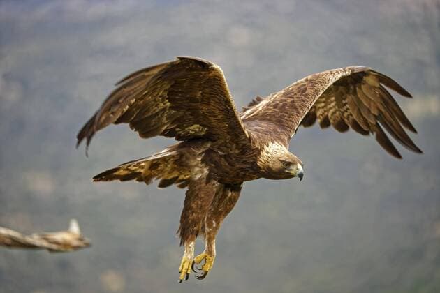 Steinadler (Aquila chrysaetos), Abflug von einem Baum, Castilla y Leon, Spanien, Europa Copyright: imageBROKER/W.xWisniewski ibxwiw04926719.jpg