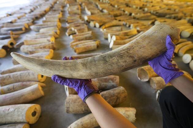 News Themen der Woche KW30 News Bilder des Tages (190724) -- BEIJING, July 24, 2019 -- A staff member shows seized elephant ivory in Singapore on July 23, 2019. In the joint statement issued by Singapore s National Parks Board (NParks), Singapore Customs and the Immigration & Checkpoints Authority (ICA), 11.9 tonnes of pangolin scales and 8.8 tonnes of elephant ivory were found in a container from the Democratic Republic of the Congo being shipped to Vietnam via Singapore. This is the largest seizure of elephant ivory in Singapore to date. Then Chih Wey) XINHUA PHOTOS OF THE DAY DengxZhiwei 