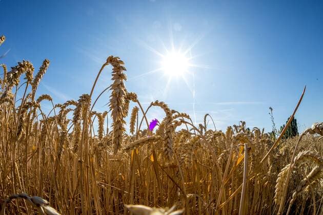 Hitzewelle und Trockenheit in Deutschland 24.07.2019, Oberursel (Hessen): Die Sonne scheint über einem Weizenfeld. Bei der aktuellen Hitzewelle in Deutschland sind Höchsttemperaturen von 40°C vorhergesagt., Oberursel Deutschland