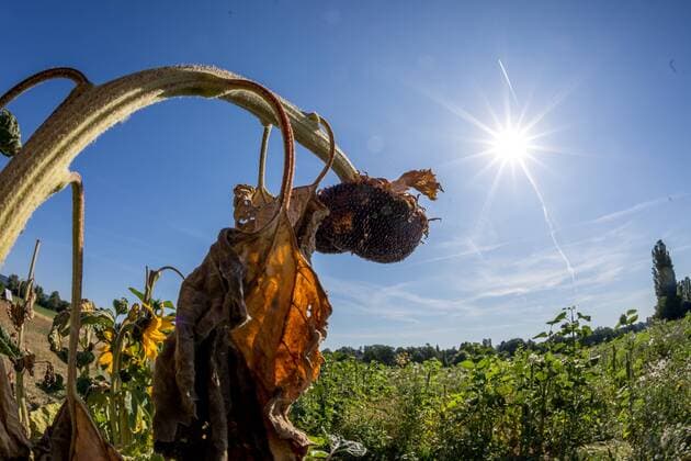 Hitzewelle und Trockenheit in Deutschland 24.07.2019, Oberursel (Hessen): Die Sonne scheint über einer vertrockneten Sonnenblume. Bei der aktuellen Hitzewelle in Deutschland sind Höchsttemperaturen von 40°C vorhergesagt., Oberursel Deutschland
