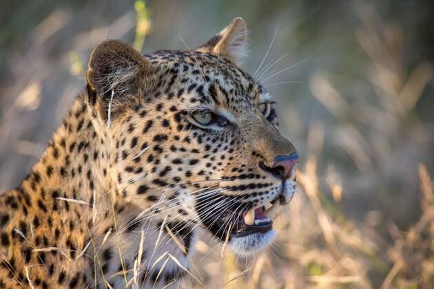 Afrikanischer Leopard (Panthera pardus) schaut in die Ferne, Tierportrait, Naturschutzgebiet Klaserie, Südafrika Copyright: imageBROKER/MarcxRasmus ibxmra04904211.jpg