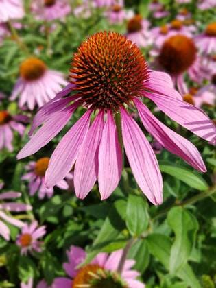Roter Sonnenhut, Echinacea, purpurea Purple coneflower, Echinacea, purpurea, flower, *** Red coneflower, echinacea, purpurea purple coneflower, echinacea, purpurea, flower,