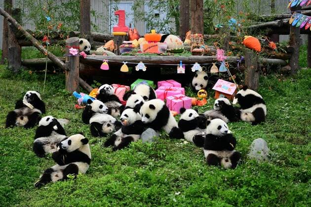 News Themen der Woche KW30 Entertainment Bilder des Tages (190725) -- WOLONG, July 25, 2019 -- Photo taken on July 25, 2019 shows giant pandas at the Giant Panda Kindergarten in the Shenshuping base of China Conservation and Research Center for Giant Pandas in Wolong, southwest China s Sichuan Province. Eighteen giant panda cubs born in 2018 had a birthday party Thursday in Shenshuping base. All of the 18 cubs are to turn one year old between June to September. Most of them were born in the Shenshuping base under the China Conservation and Research Center for the Giant Panda. CHINA-SICHUAN-GIANT PANDA-BIRTHDAY PARTY (CN) XuexYubin 