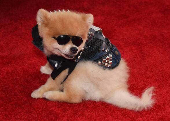 Entertainment Themen der Woche KW30 Bentley the Pom attends10th Anniversary Of Kiehl s LifeRide For amfAR To Benefit HIV AIDS Research in Century City at Westfield Century City in Century City on July 27 2019. 10th Anniversary Of Kiehl s LifeRide For amfAR To Benefit HIV AIDS Research  Copyright: xBillyxBennightx