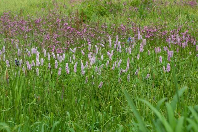 Schlangenknoeterich, Schlangen-Knoeterich, Wiesenknoeterich, Wiesen-Knoeterich (Polygonum bistorta, Bistorta officinalis, Bistorta major, Persicaria bistorta), bluehend auf einer Wiese, Deutschland Common bistort, Meadow bistort (Polygonum bistorta, Bistorta officinalis, Bistorta major, Persicaria bistorta), blooming in a meadow, Germany BLWS539843 Copyright: xblickwinkel F.xHeckerx